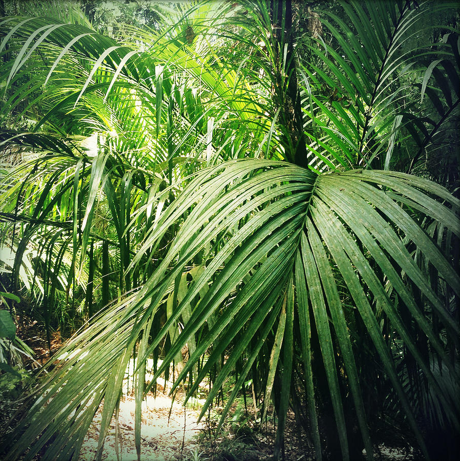 Jungle foliage Photograph by Les Cunliffe | Fine Art America