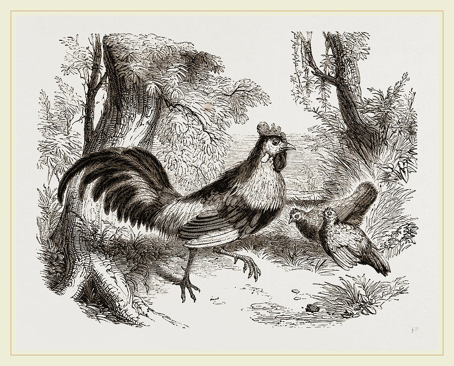 Junglefowl Of India Drawing by Litz Collection Fine Art America