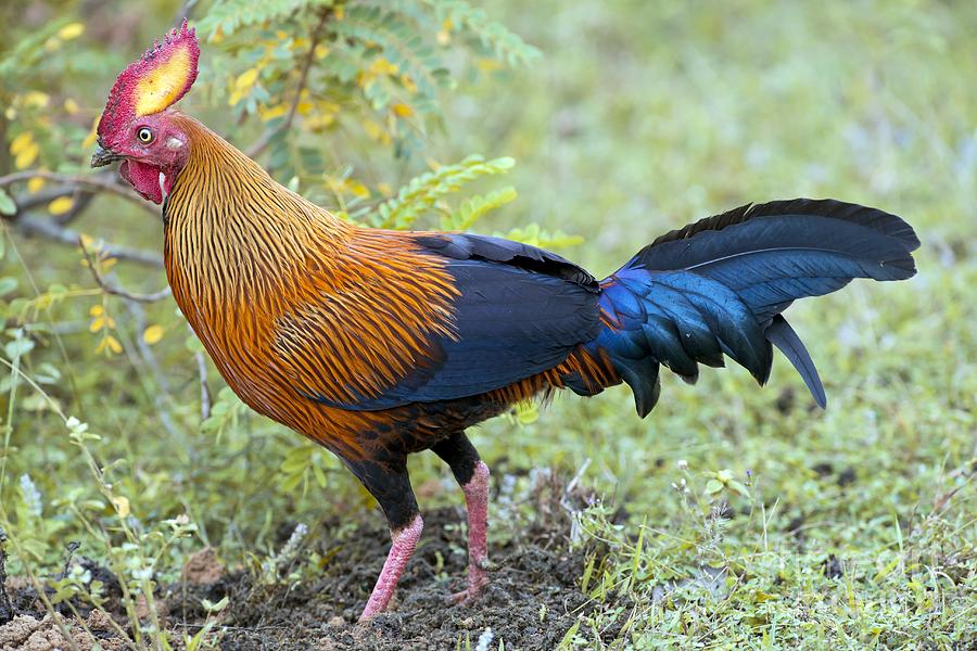 guinea-fowl-stock-image