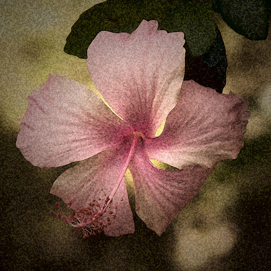 Jungle Hibiscus Photograph by Stephen Dennstedt