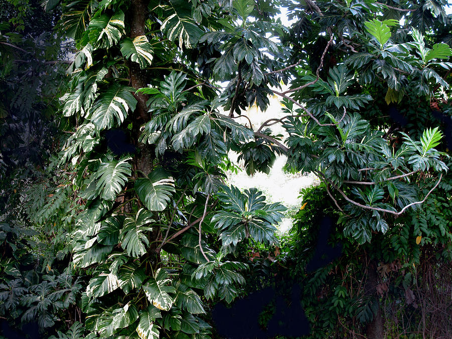 Jungle Photograph - Jungle by Ian  MacDonald