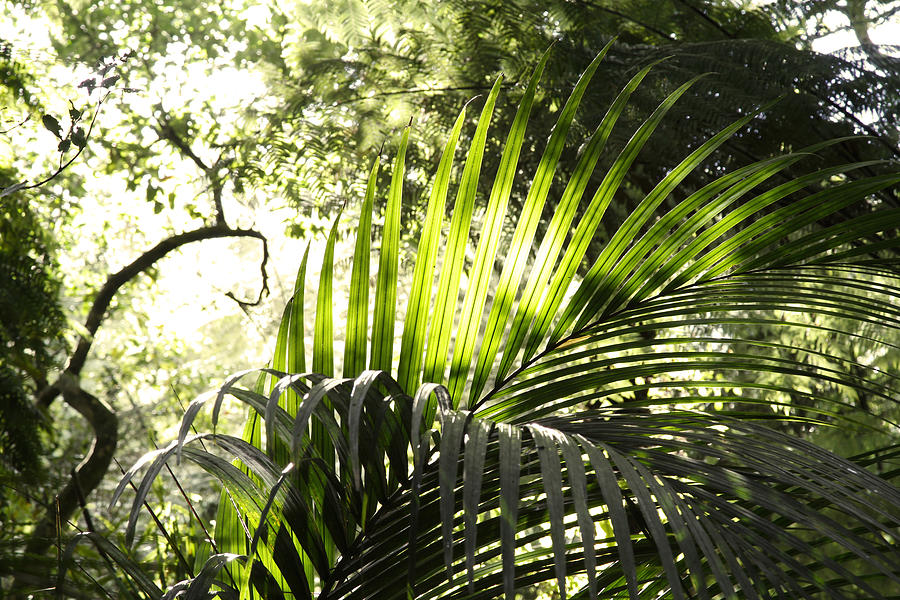 Jungle light Photograph by Les Cunliffe