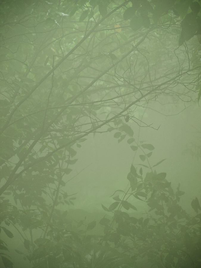 Jungle Mist Photograph by Shannon Workman