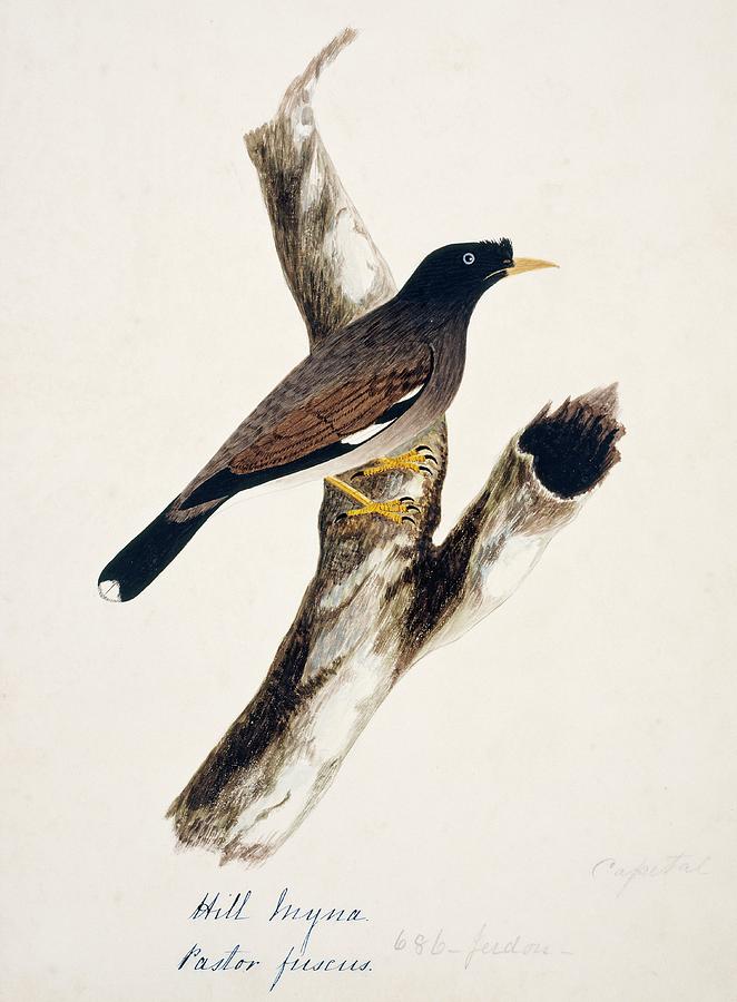 Jungle Myna Photograph by Natural History Museum, London/science Photo Library