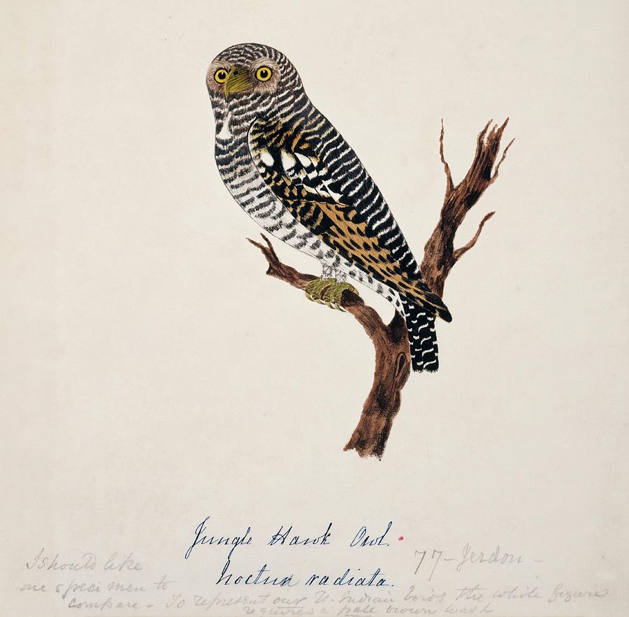 Jungle Owlet Photograph by Natural History Museum, London/science Photo Library