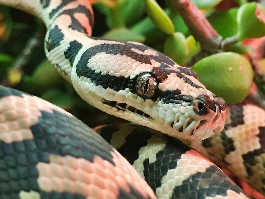 Python Photograph - Jungle Python by Kelly King