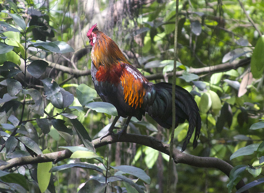 Jungle Rooster Photograph by Venetia Featherstone-Witty