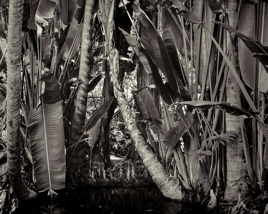 Jungle Photograph - Jungle by Rudy Umans