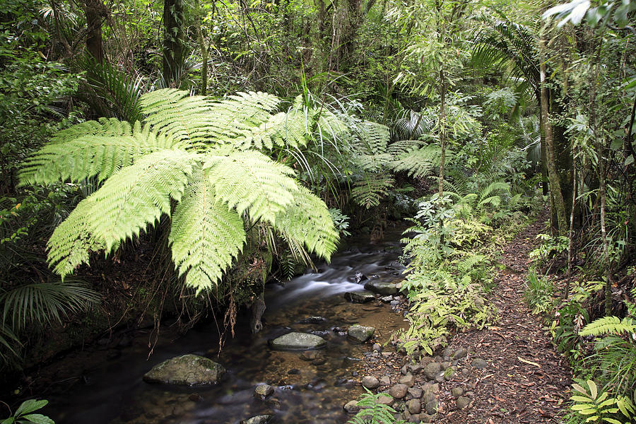 Spring Photograph - Jungle stream by Les Cunliffe