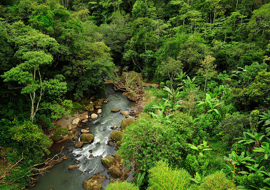 Jungle Stream Photograph by Theodore Clutter