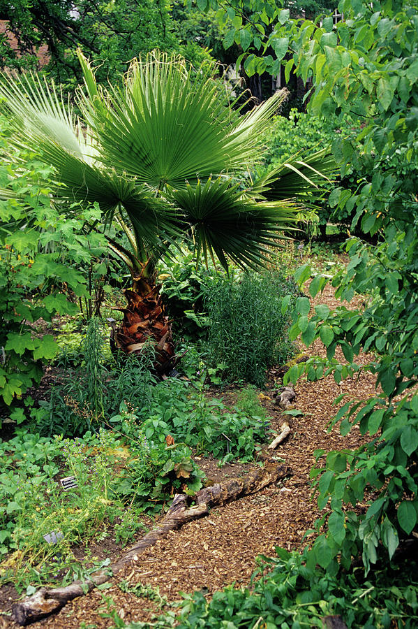 Jungle Style Garden Photograph by Duncan Smith/science Photo Library