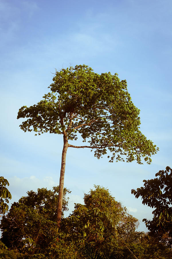 Jungle Tree Photograph by Alyssa Luzaich