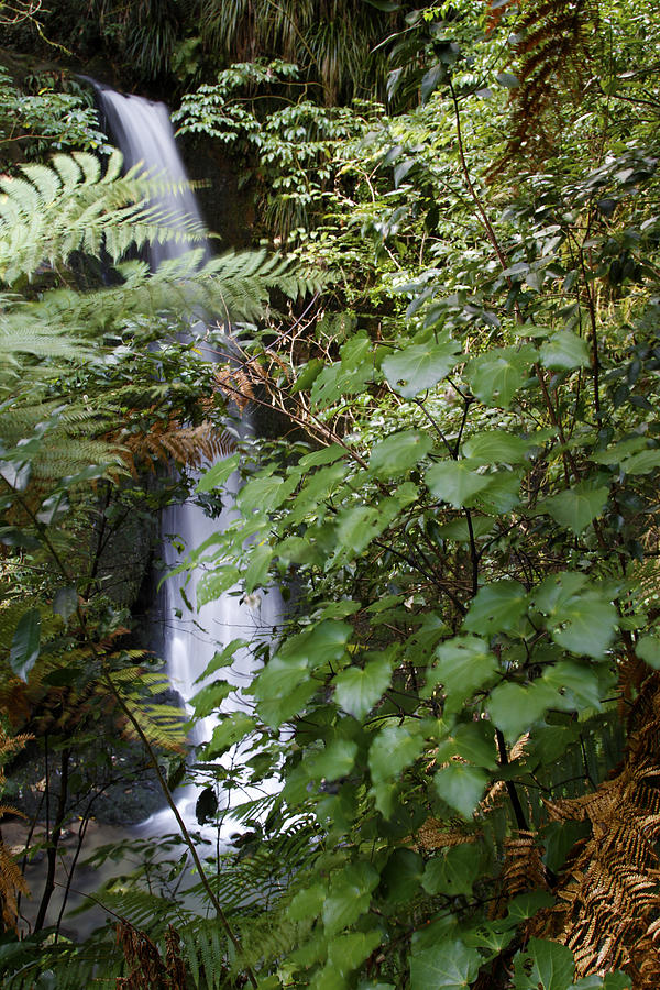 Jungle Photograph - Jungle water by Les Cunliffe