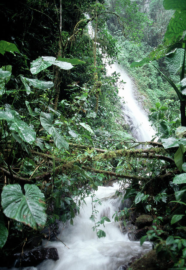 Jungle Waterfall Photograph by Dr Morley Read/science Photo Library