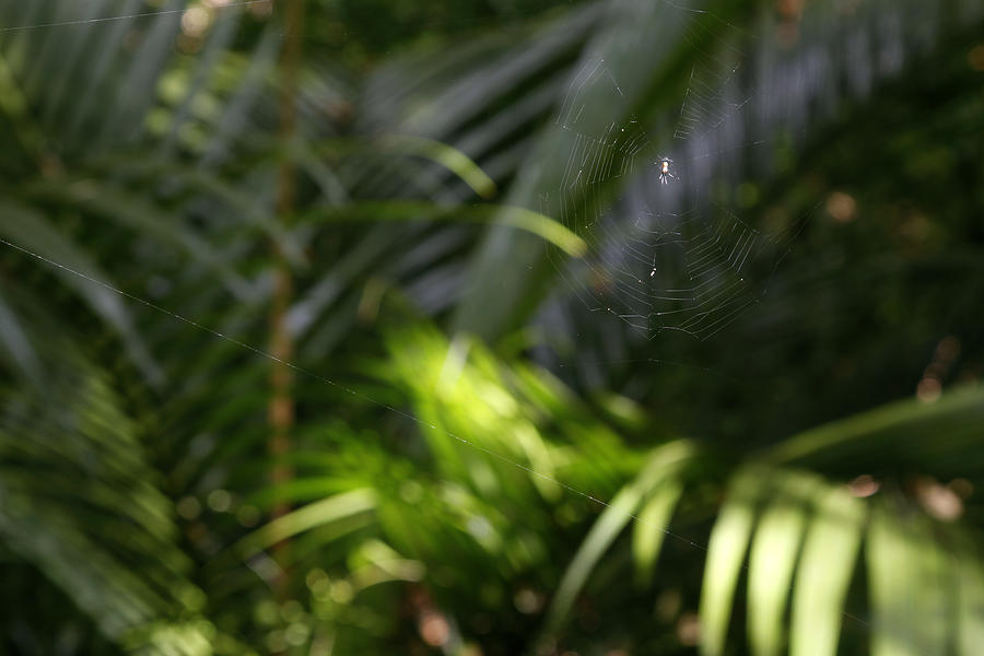 Nature Photograph - Jungle web by Les Cunliffe