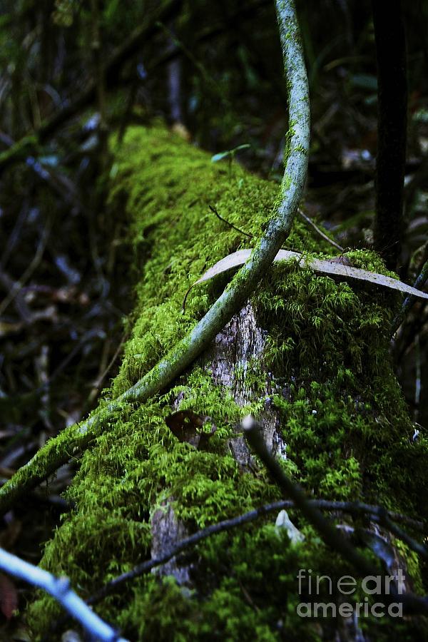 Jungles Of Colombia Photograph