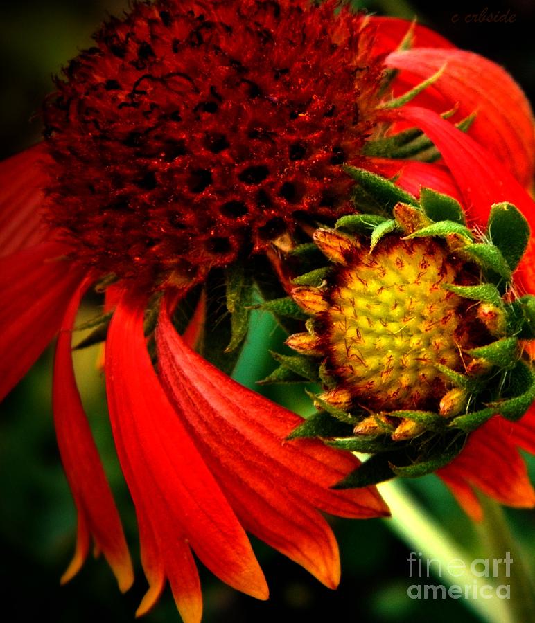 Sunflower Photograph - Junior by Chris Berry