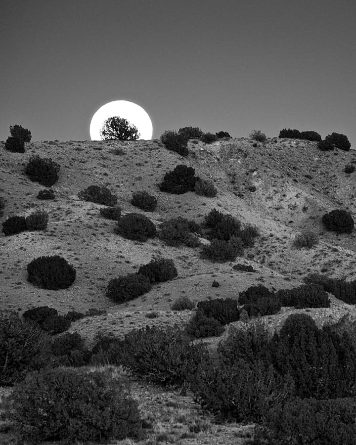 Juniper at Moonrise Photograph by Mary Lee Dereske