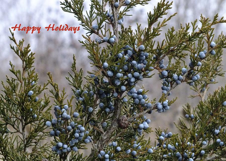 Juniper Berries - Happy Holidays Photograph by Peggy King