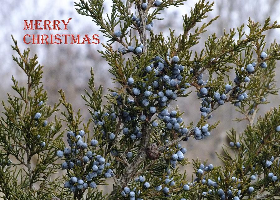 Juniper Berries - Merry Christmas Photograph by Peggy King