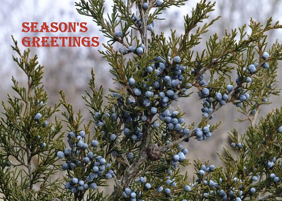 Juniper Berries - Seasons Greetings Photograph by Peggy King