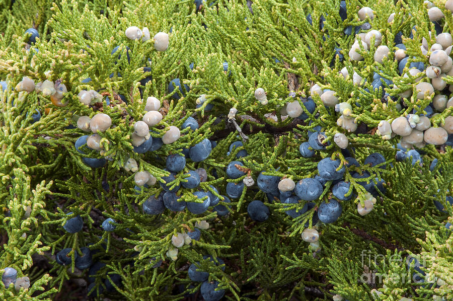 Juniper Berries Photograph by Bob Phillips - Fine Art America