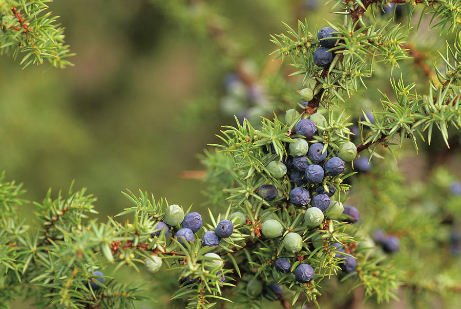 Nature Photograph - Juniper Berries by Duncan Shaw/science Photo Library