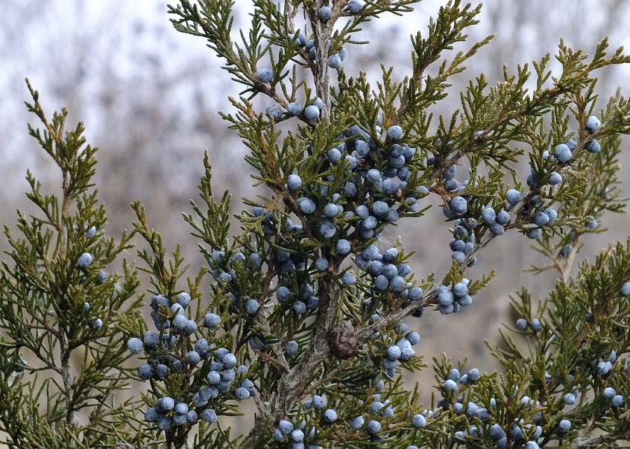 Juniper Berries Photograph by Peggy King