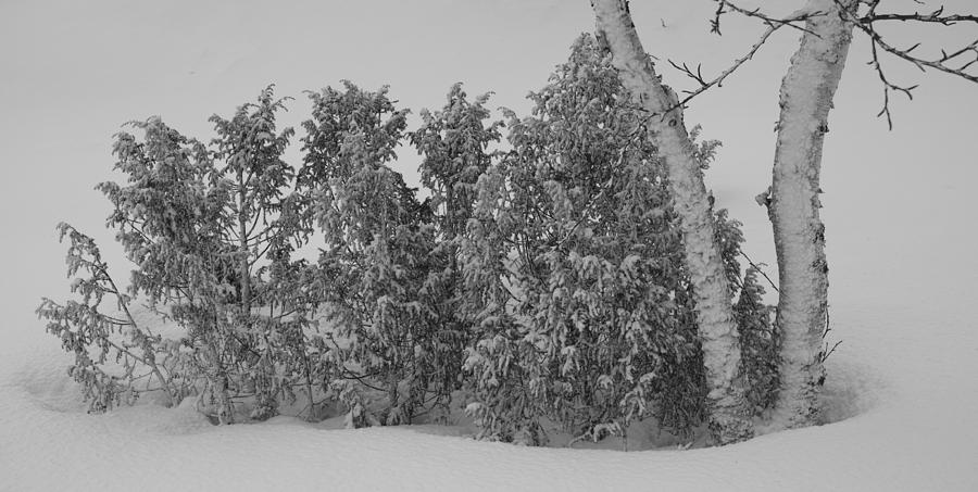 Juniper Bush in a Snowstorm Photograph by Pekka Sammallahti