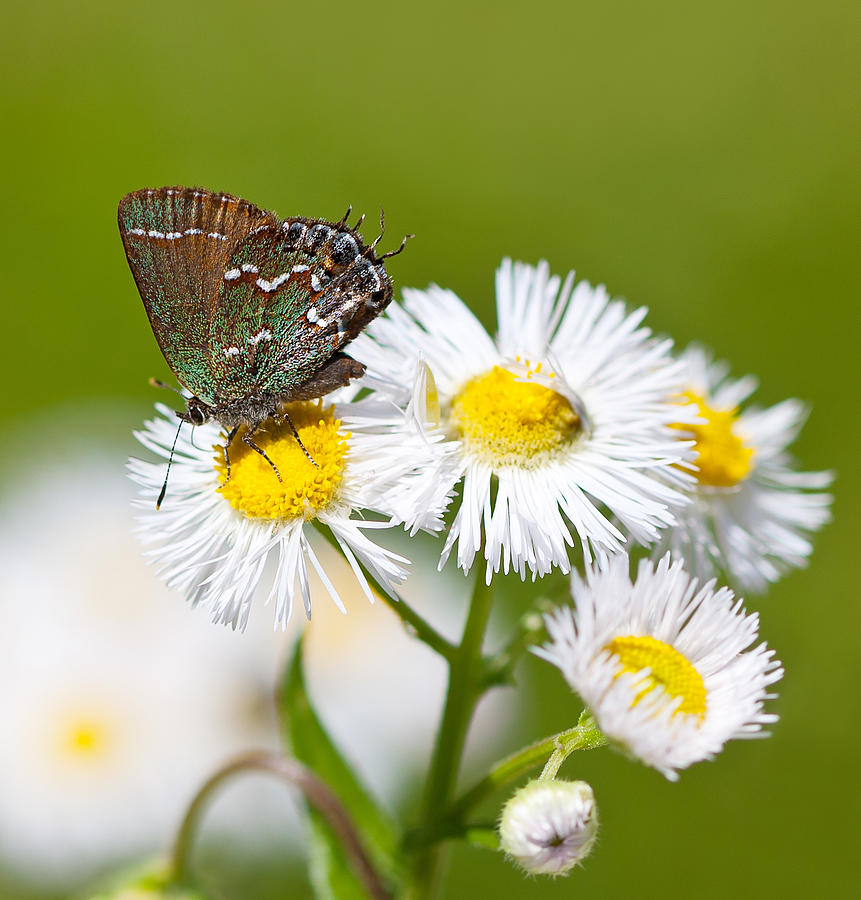 Juniper Hairstreak Butterfly Photograph by Melinda Fawver