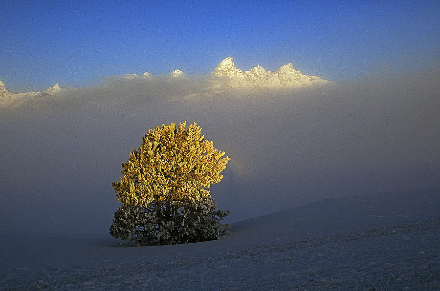 Juniper In Grand Teton Photograph by Buddy Mays