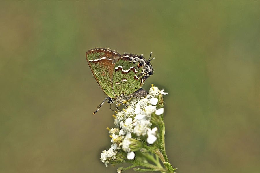 Juniper or Olive Hairstreak Butterfly - Callophrys gryneus Photograph by Carol Senske