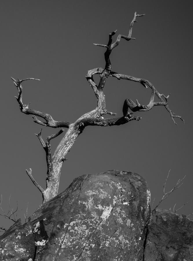 Juniper Skeleton Photograph by Allen Biedrzycki