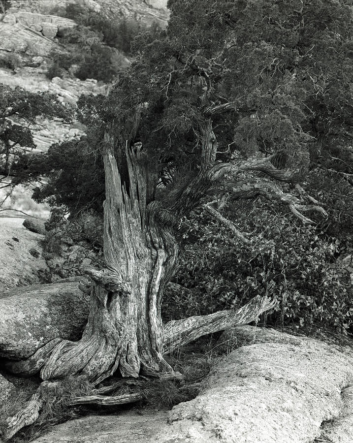 Juniper Stump Photograph by Richard Smith