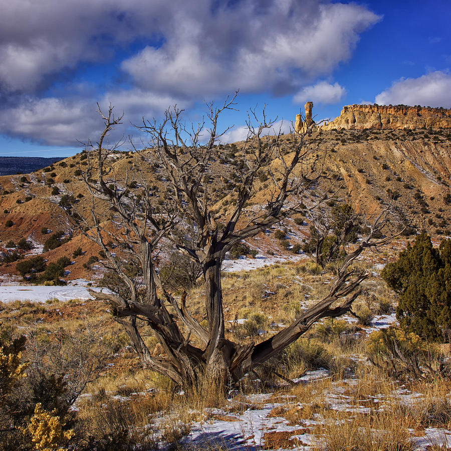 Juniper Tree and Chimney Rock Ghost Ranch New Mexico Photograph by Greg Kluempers