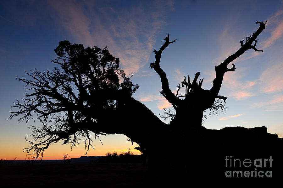 Juniper Tree, Canyonlands National Park Photograph by John Shaw