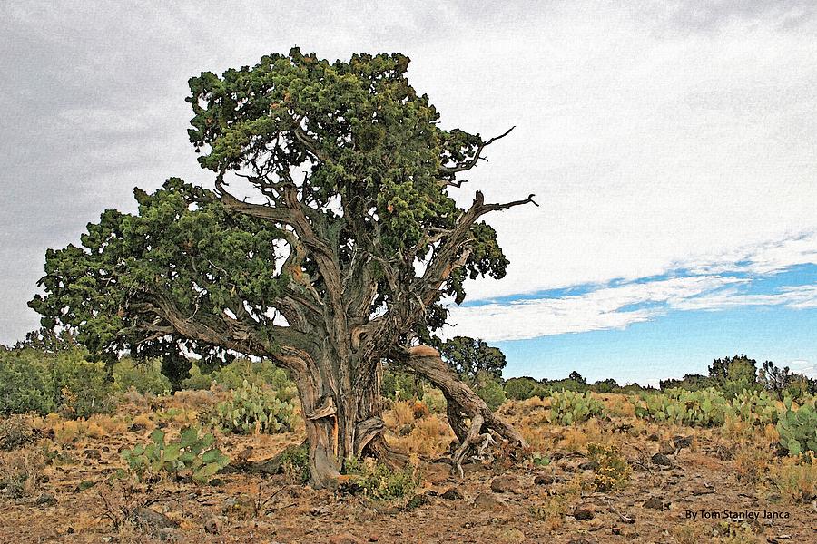 Juniper Tree High On The Mesa Photograph by Tom Janca