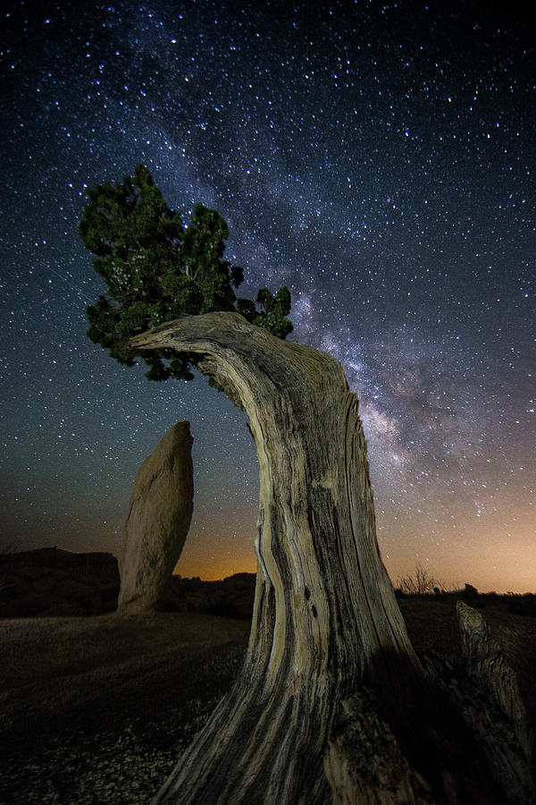Juniper Tree Under Milky Way Photograph by Eric Lo