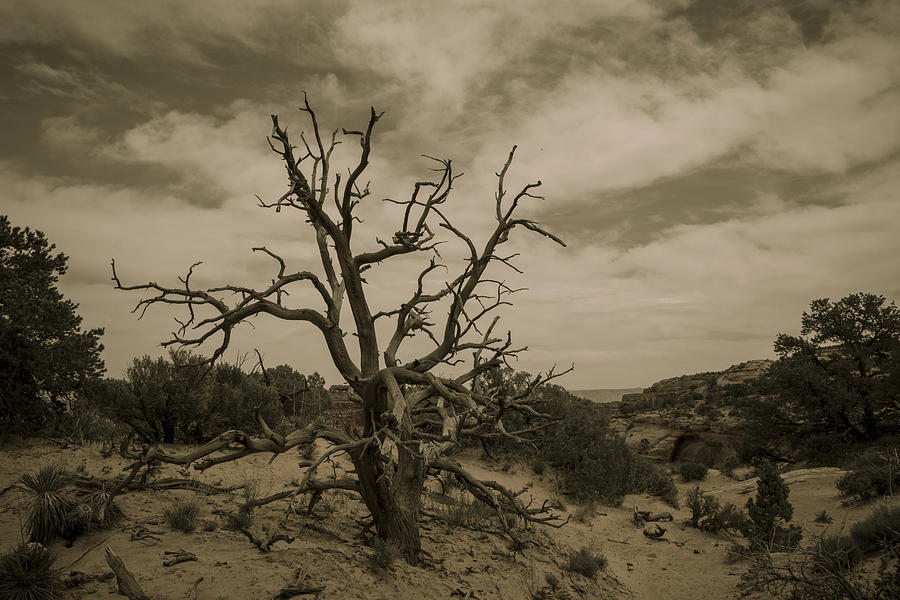 Juniper Tree Utah Photograph by Jonathan Davison