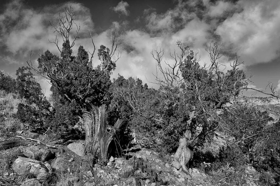 Tree Photograph - Juniper Trees at the Ghost Ranch black and white by Greg Kluempers