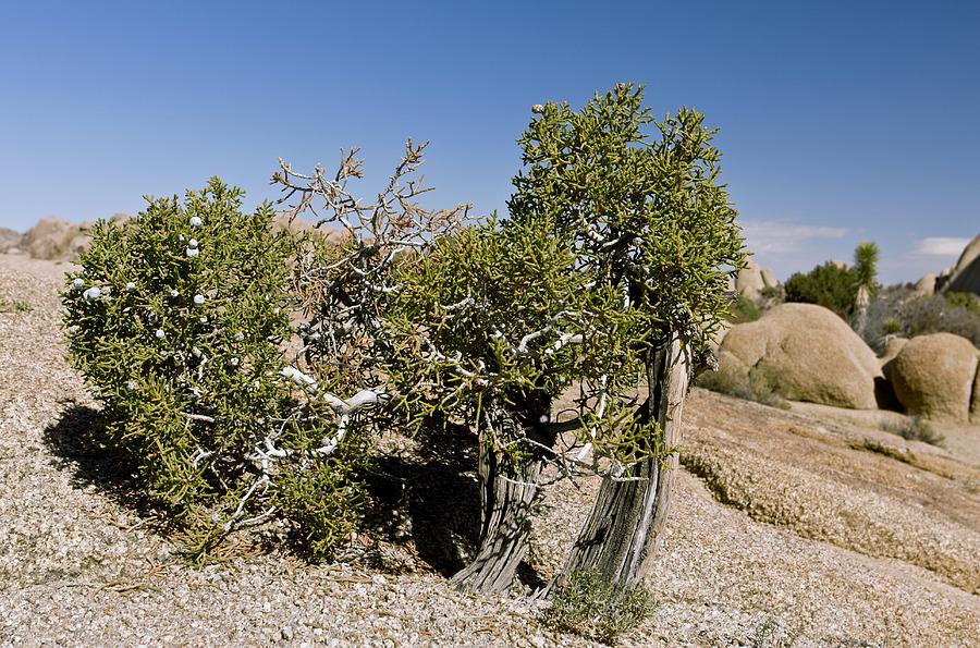Juniperus californica tree Photograph by Science Photo Library Juniperus californica tree Photograph by Science Photo Library