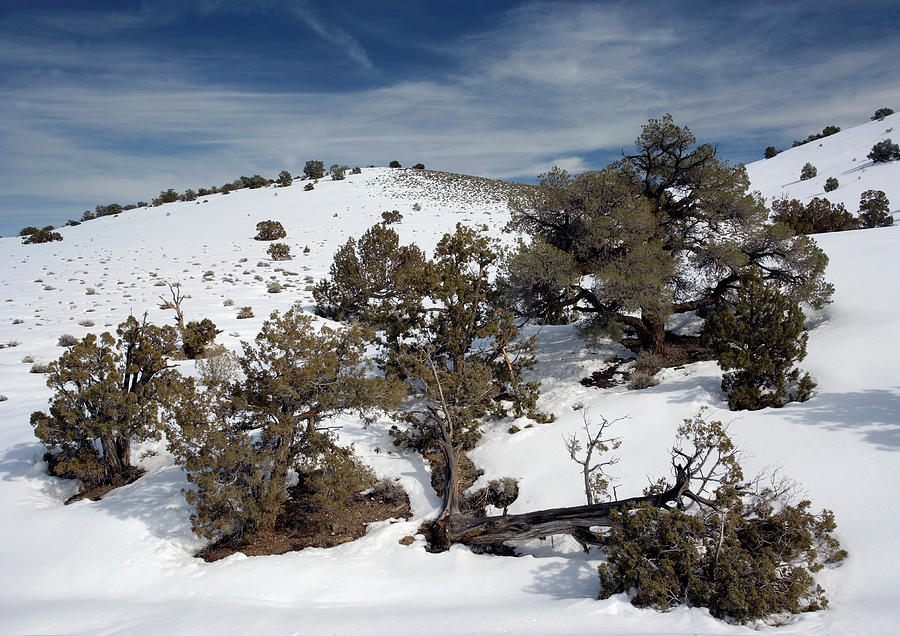 Winter Photograph - Juniperus Osteosperma by Bob Gibbons/science Photo Library