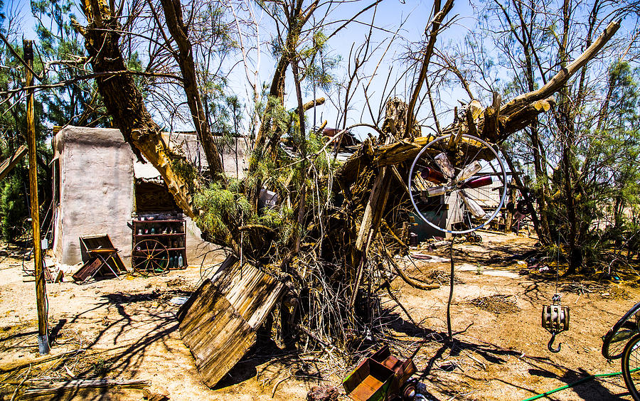 Junk Tree Photograph by Angus HOOPER III Fine Art America