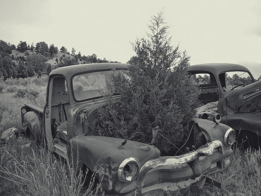 Junk Yard Series A tree grows in it Black and White Photograph by Cathy Anderson