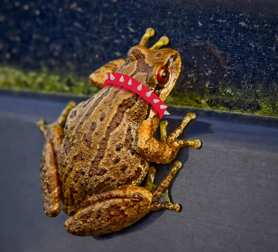Wildlife Photograph - Junkyard Frog by Adria Trail