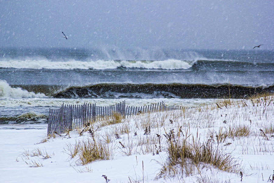 Juno 2015 Photograph by Robert Seifert