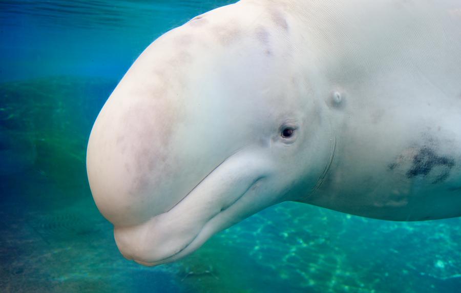 Juno The Beluga Whale Photograph by Beth Holly