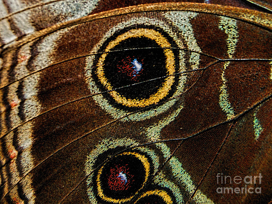 Blue Morpho Butterfly Wing Photograph by Olga Hamilton