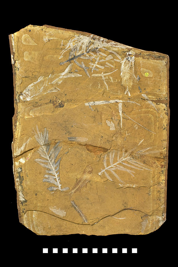 Jurassic Pine (agathis Jurassica) Fossil Photograph by Natural History Museum, London/science Photo Library