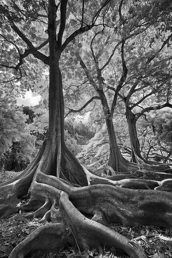 Jurassic Trees in Infrared by Michael Yeager Jurassic Trees in Infrared by Michael Yeager